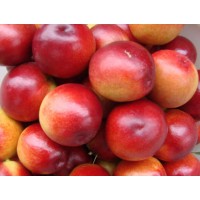 陜西油桃，沙紅桃鮮桃系列面向全國隆重招商